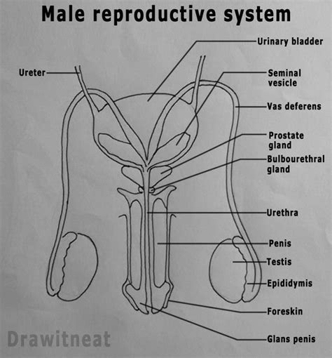 pic of a dick|Male Genitalia Pictures, Anatomy & Diagram 